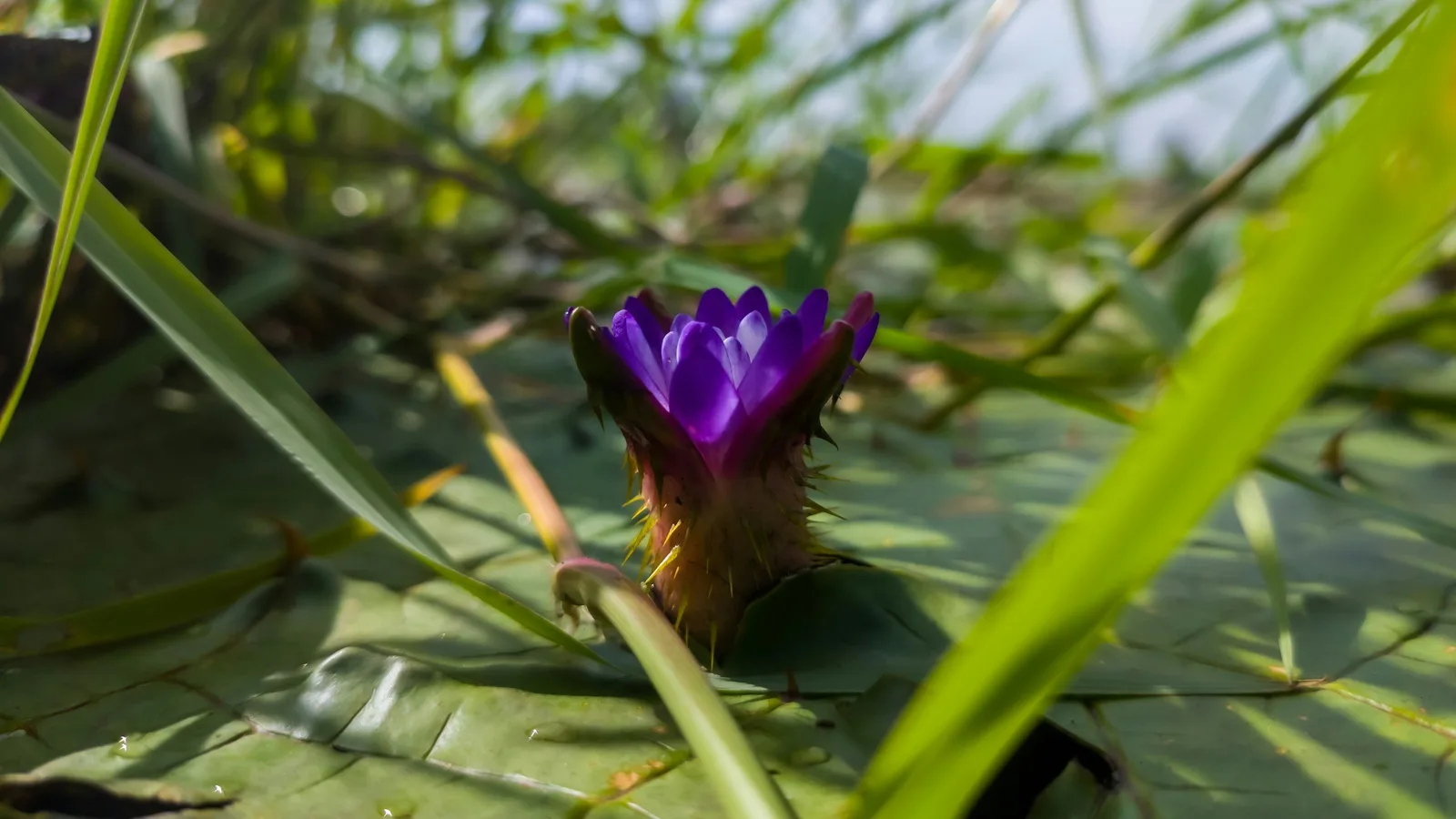 Makhana (Euryale ferox) flower on its leaf, India